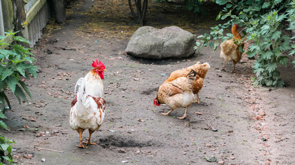 brown white hens and rooster on village farmyard with stone