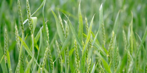 green wheat field with small spikes at sunlight closeup