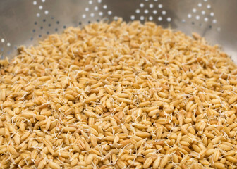 Sprouted wheat in steel colander
