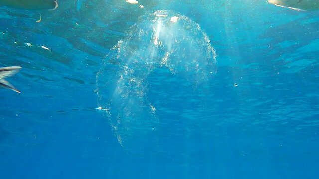Colonial Pyrosoma Tunicates free-floating with school of fish on blue water in sunrays. Pyrosomes, colony hundreds to thousands individuals called zooids, cloned from one egg and bound together.