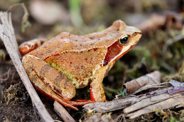 frog on the ground close up