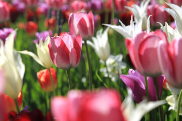 Fototapeta premium Blühende Tulpen im Frühling 