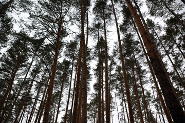 pines in the winter snow-covered forest
