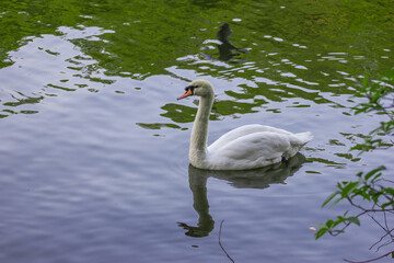 White swan on the water