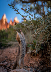 TGIF - Hoch die Hände Wochenende. Ein Nagetier auf der Suche nach Frühstück im Bryce Canyon Nationalpark, USA.