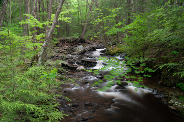 Spring Stream in PA Forest