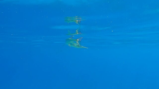 Close-up of Needlefish swims in the blue water in sunrlight