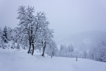 Tranquil snow covered landscape in the Alps during storm with sycamore maple and mountain ridge in the background (Filzmoos, Salzburg county, Austria)