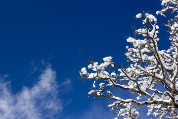 Sycamore maple (Acer pseudoplatanus) branch covered in fresh snow in wintertime with blue sky in the background