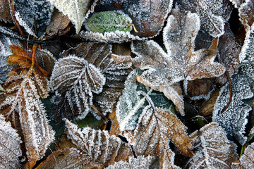 Winter Frost on Fallen Leaves