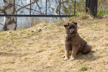 Puppy dog in animal shelter