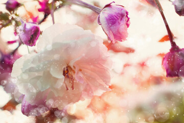 Blossoming sakura tree outdoors on spring day, closeup