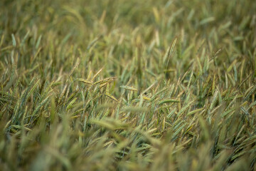 Cereal in the field. Green ripening ears in the sunshine. Spring and summer in the countryside. Rural landscape.