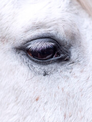 Vertical close up of the eye of an Andalusian mare.