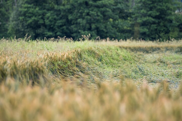 Cereal in the field. Green ripening ears in the sunshine. Spring and summer in the countryside. Rural landscape.