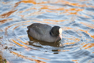 Coot floating on blue water. Close up of Fulica atra