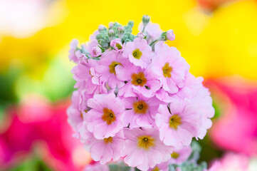 Obraz premium カラフル