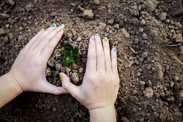 Close-up woman hand planting seedlings with both hands, planting trees, planting trees to reduce global warming, tree planting ideas. Global warming.