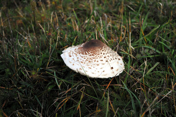 Macrolepiota procera mushroom on the grass.