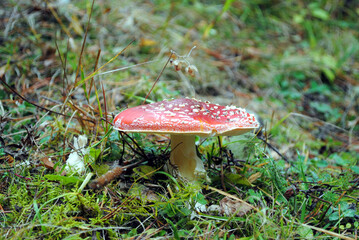 Amanita muscaria mushroom.