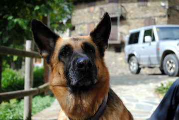 German shepherd portrait.