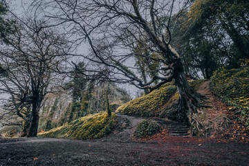 Woodlands landscape in  St. Anne Park, Dublin, Ireland. Mystical Irish landscape in January.