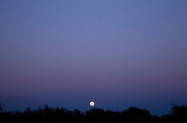 Moon in the sky above some trees