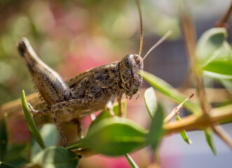 Giant locusts between leaves of bush waiting for the food