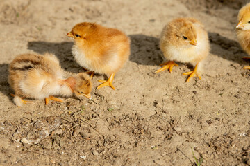 portrait of Easter little fluffy yellow chicken walking in the yard of the village on a Sunny spring day