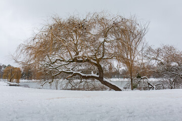 Fototapeta premium Baum im Winter, Ruhe, Erholung, 