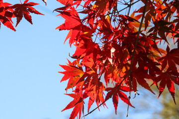 紅葉 モミジ 赤い 美しいもみじ 日本庭園 鮮やか 