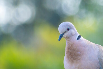 close up of an eurasian collared dove
