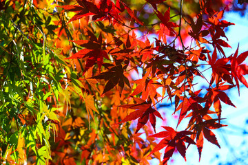 紅葉 赤いもみじ 和風 美しい 落ち葉 きれい 鮮やか 