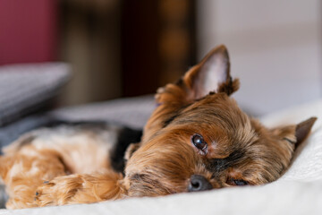 Yorkshire terrier resting in a bed, sleeping little black dog lying in a bedroom. Selective focus,...