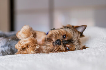 Yorkshire terrier resting in a bed, sleeping little black dog lying in a bedroom. Selective focus, copy space.