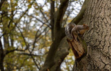 squirrel on tree