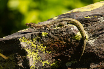 Pyrenean rock lizard, Iberolacerta bonnali, on the rock with yellowish green background, selective focus