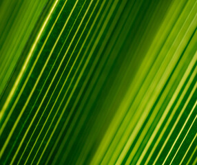 Beautiful exotic pattern of green tropical palm leaves