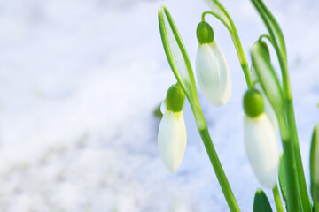 Snowdrops with snow in early spring, copy space