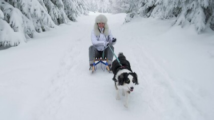 Dog pulling woman in sled through snow. Playful, active Australian Shepherd dog with female owner in winter forest at frosty day.