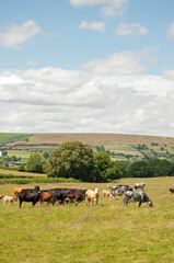 Welsh hills in the summertime.