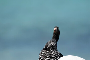 The Kelp Goose (Chloephaga hybrida)