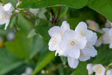 Obraz na płótnie Canvas A beautiful white jasmine bloomed in the garden.