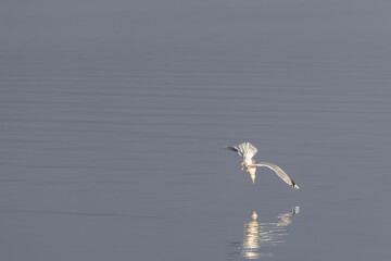 Sea gull diving towards water surface. Image has negative space for text
