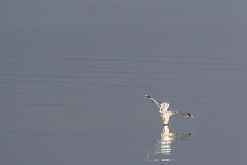 Sea gull diving through water surface. Image has negative space for text