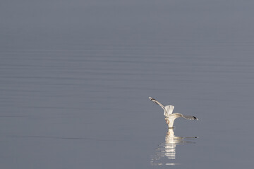 Sea gull diving through water surface. Image has negative space for text