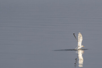 Sea gull caught a starfish and is lifting from water surface. Image has negative space for text