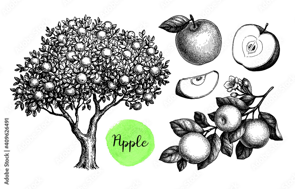 Canvas Prints apple sketch set.