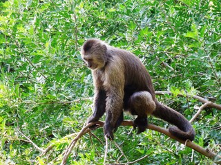 monkey