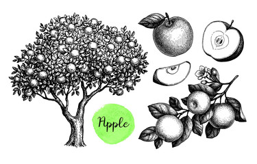 Apple sketch set.
